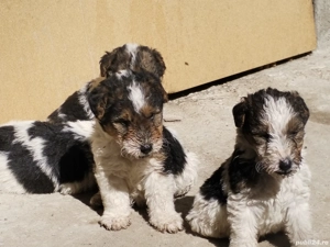 Fox terrier sarmos