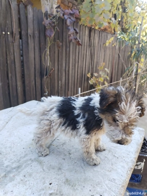 Fox terrier sarmos - imagine 2
