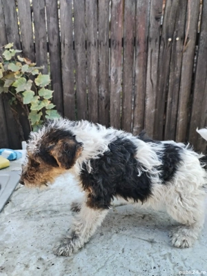 Fox terrier sarmos - imagine 3
