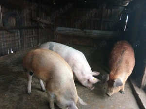 Vând porcii mari