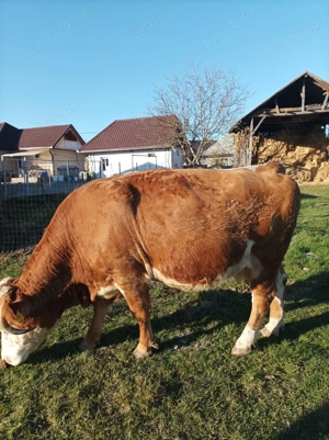 Vacă de vânzare  - imagine 3