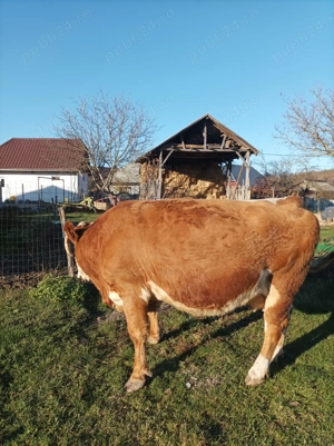 Vacă de vânzare  - imagine 4