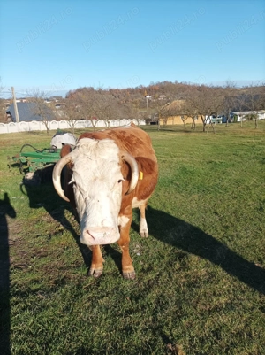 Vacă de vânzare  - imagine 2