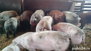 Vand porci pt Craciun