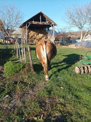 Vacă de vânzare  - imagine 5