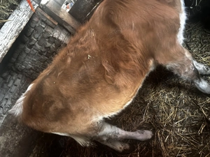 Vitea de vanzare  - imagine 3