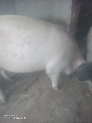 Vând porci !!! aproximativ 130 kg - imagine 4