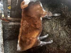 Vitea de vanzare  - imagine 5