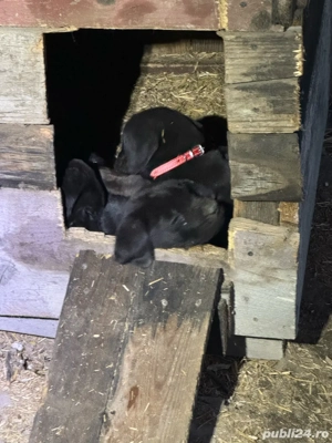 ATENTIE    A MAI RAMAS UN Pui Cane Corso DEOSEBIT  de vânzare   inteligenți, protectori și loiali - imagine 5