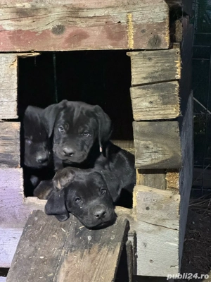 ATENTIE    A MAI RAMAS UN Pui Cane Corso DEOSEBIT  de vânzare   inteligenți, protectori și loiali - imagine 4