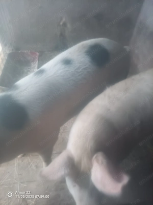 Vând porci !!! aproximativ 130 kg - imagine 5