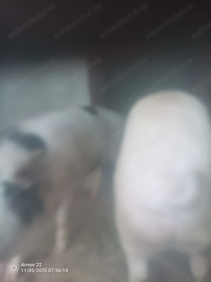 Vând porci !!! aproximativ 130 kg - imagine 2