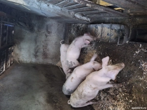 porci purcei 30 kg - 150 kg