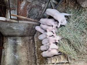 porci purcei 30 kg - 150 kg - imagine 5