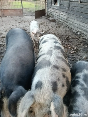 porci de vanzare - imagine 2