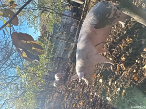 porci purcei 30 kg - 150 kg - imagine 4
