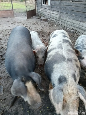 porci de vanzare