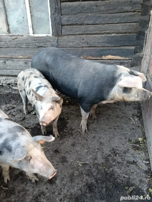 porci de vanzare - imagine 4