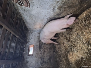 porci purcei 30 kg - 150 kg - imagine 2