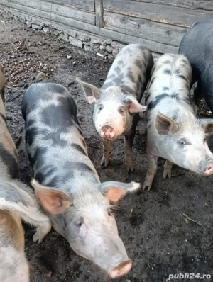 porci de vanzare - imagine 3