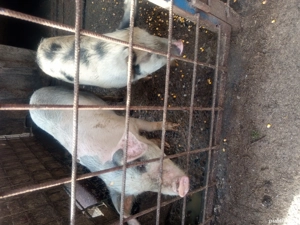 Vând sau dau la schimb  - imagine 4