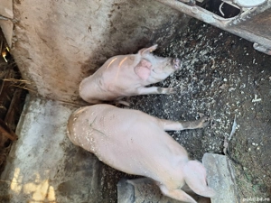 porci purcei 30 kg - 150 kg - imagine 3
