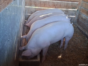 vând porci 130-160 kg Rasa de calitate Marele Alb &Pic, carne  100%!