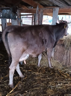 Vand porc si vaca cu vitel- Moraresti Arges - imagine 2