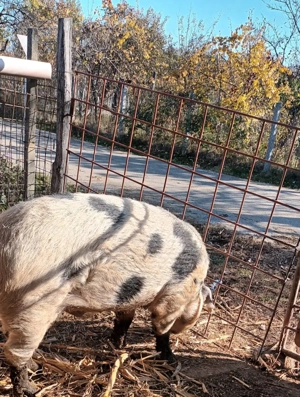 Vand porc si vaca cu vitel- Moraresti Arges - imagine 3