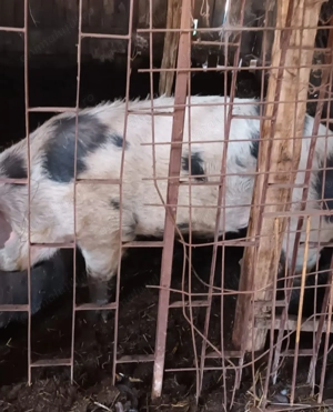 Vand porc si vaca cu vitel- Moraresti Arges