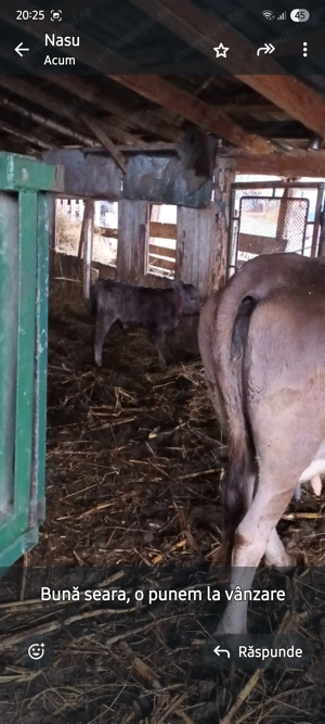 Vand porc si vaca cu vitel- Moraresti Arges - imagine 4