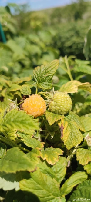 Butași de zmeură  - imagine 4