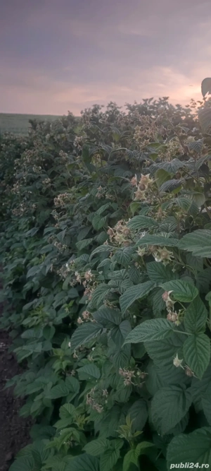 Butași de zmeură  - imagine 5