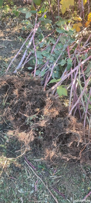 Butași de zmeură  - imagine 2