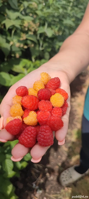 Butași de zmeură  - imagine 3