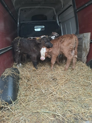 Vând viței cu diferite vârste! - imagine 3