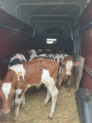 Vând viței cu diferite vârste! - imagine 2