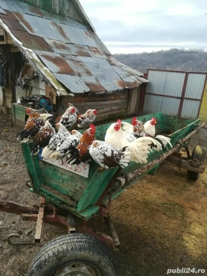 vând găini americane 