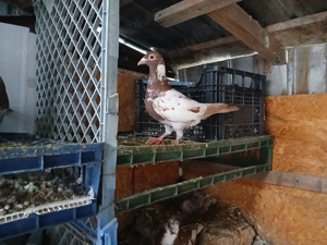 Vand porumbei meulemans 