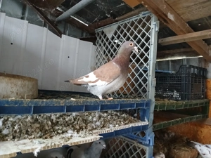 Vand porumbei meulemans  - imagine 4