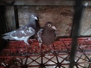 Vand porumbei meulemans  - imagine 3