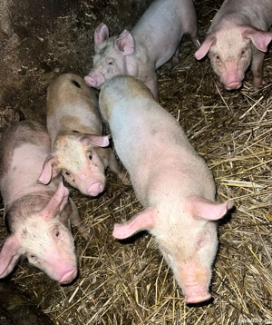 purcei de vânzare  - imagine 2