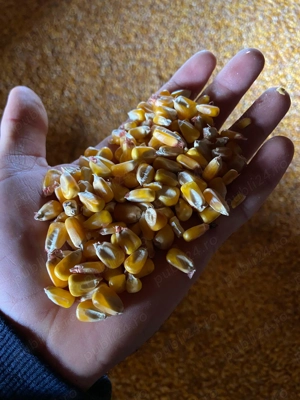 Vând porumb și grâu 2025