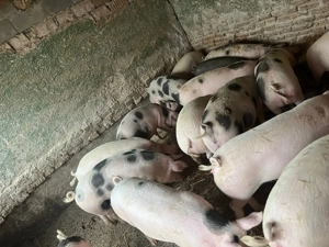 Se vand porci grasuni 