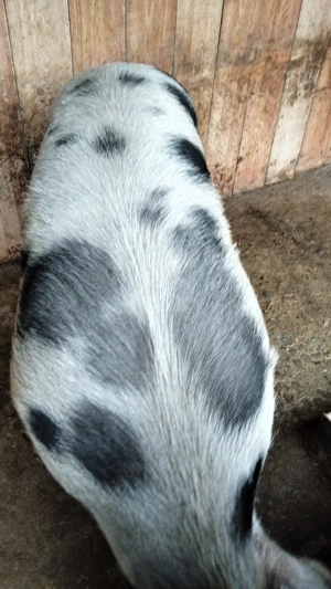 Disponibili........... - imagine 2