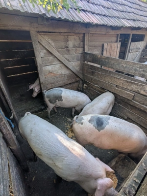  De vânzare porci de casă   90-120 kg 