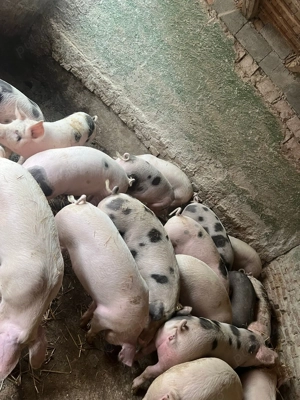 Se vand porci grasuni  - imagine 2