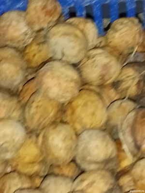 nuci verzi cum miezul de nucă verde 100% bio deosebit de mari