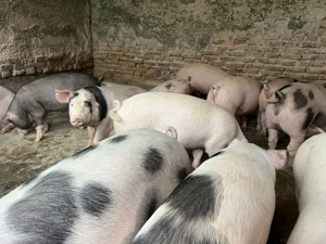 Se vand porci grasuni  - imagine 3