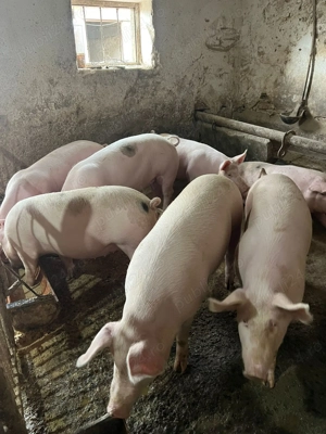 Se vand porci grasuni  - imagine 4